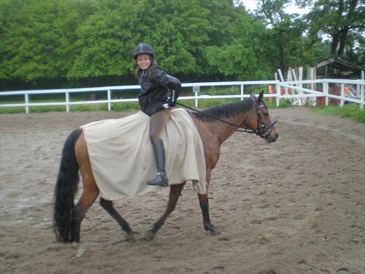 Anden særlig race Surviver SOLGT billede 10