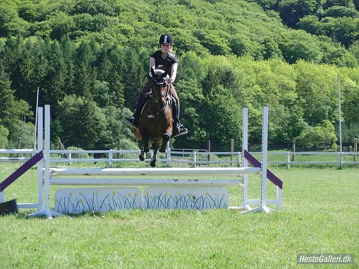 Fuldblod (XX) Zorajah billede 5