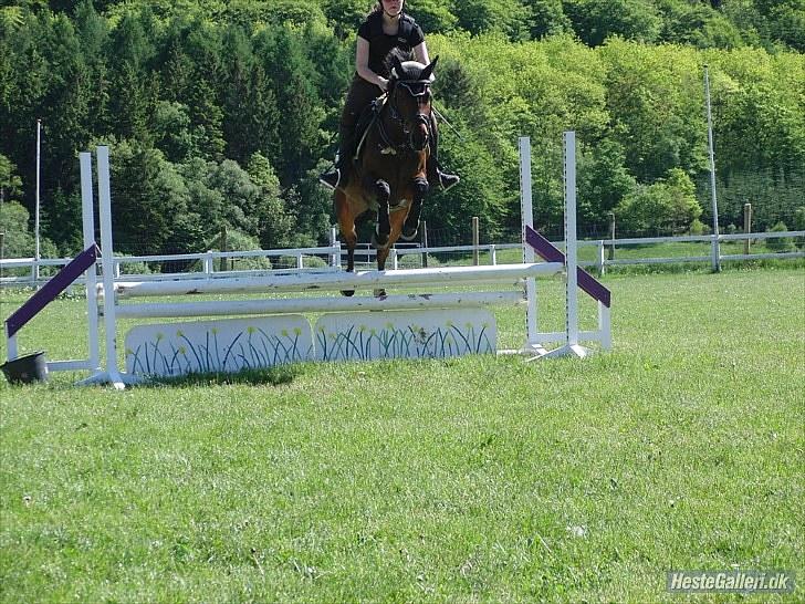 Fuldblod (XX) Zorajah billede 6