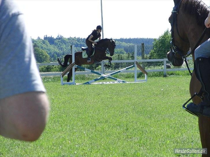 Fuldblod (XX) Zorajah billede 7