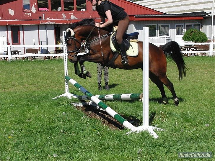 Fuldblod (XX) Zorajah billede 8