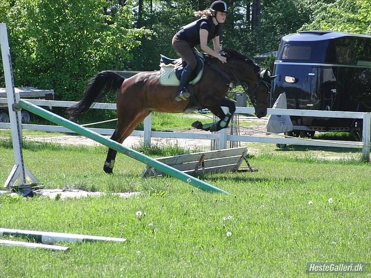 Fuldblod (XX) Zorajah billede 9