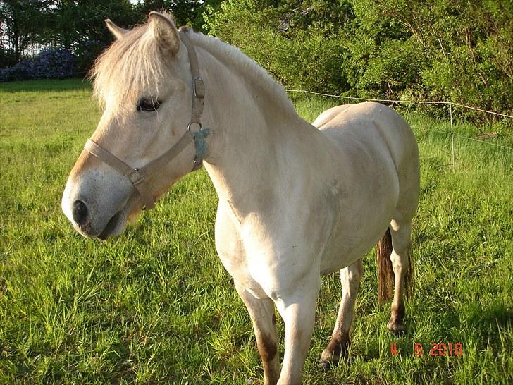 Fjordhest smirnoff Bamsen<3 billede 7