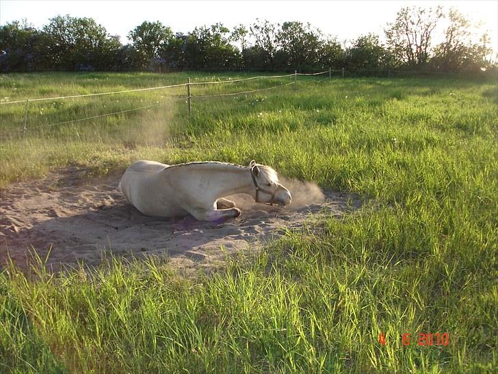Fjordhest smirnoff Bamsen<3 billede 8