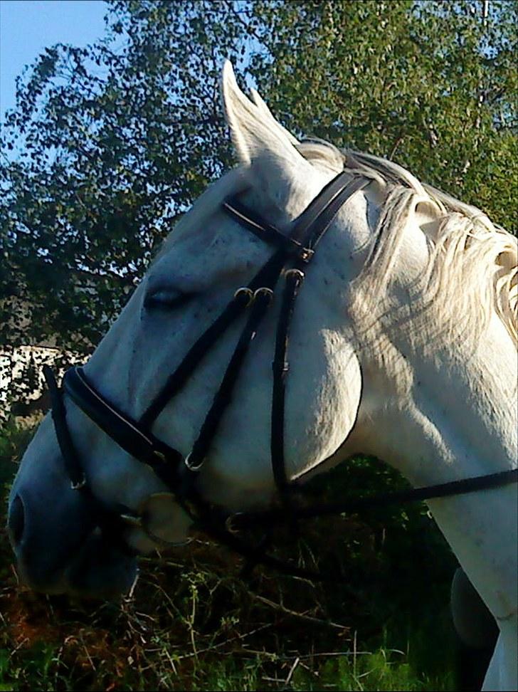 Anden særlig race May Day - Velkommen til May Day´s profil:-) billede 1