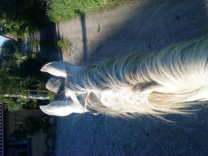 Anden særlig race May Day billede 3