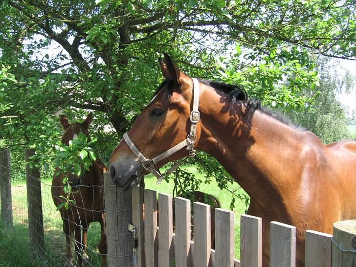 Dansk Varmblod Van Gogh billede 1
