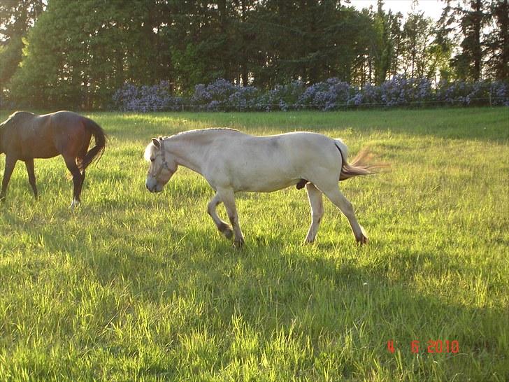 Fjordhest smirnoff Bamsen<3 billede 11