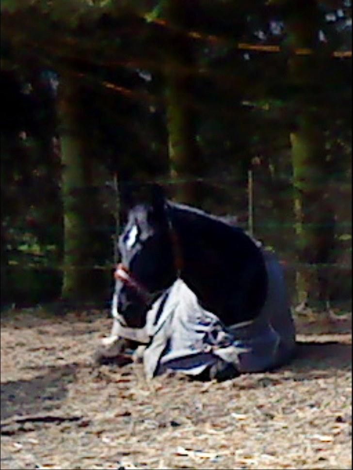 Oldenborg Horsebjerg Debutante <3 †  - Nr 6. En anden dag han lå ned på folden og slappede :P <3 billede 7