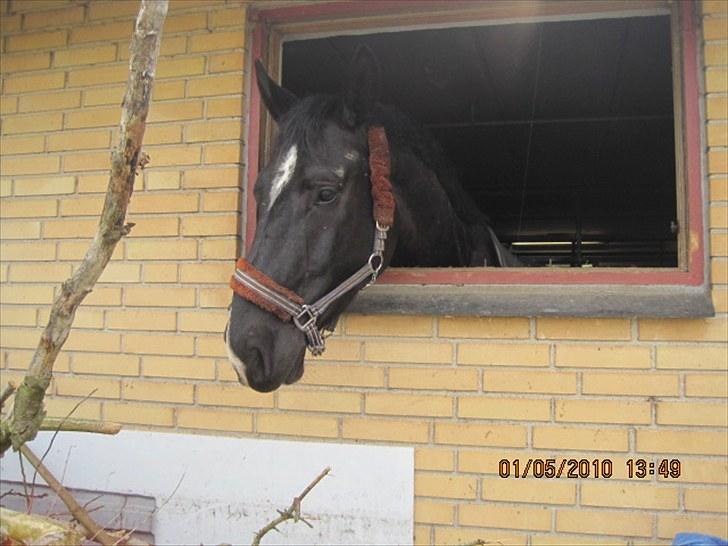 Oldenborg Horsebjerg Debutante <3 †  - Nr 7. Busse kigger ud af sit boks vindue :D Ud til alt det roede ;D <3 Du smuuk! billede 8