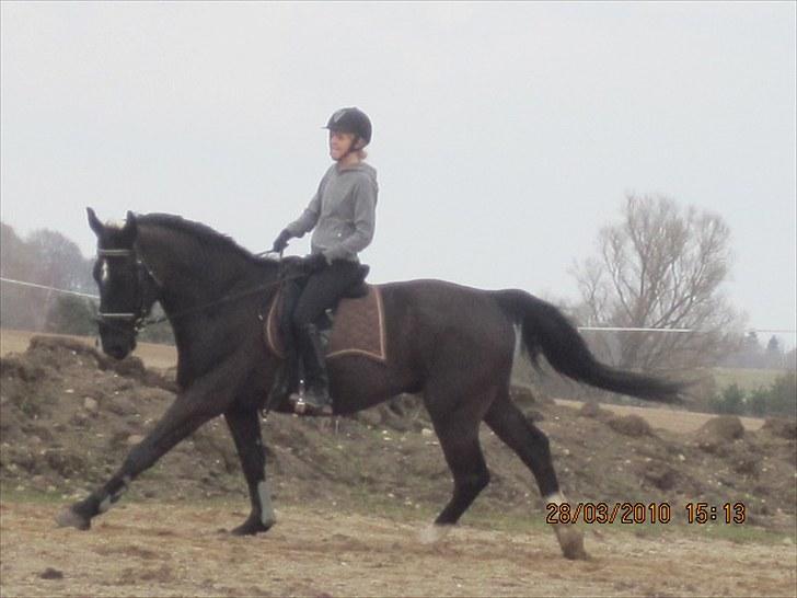 Oldenborg Horsebjerg Debutante <3 †  - Nr 10. Galop igen, hvis det kan ses ? :P  billede 12