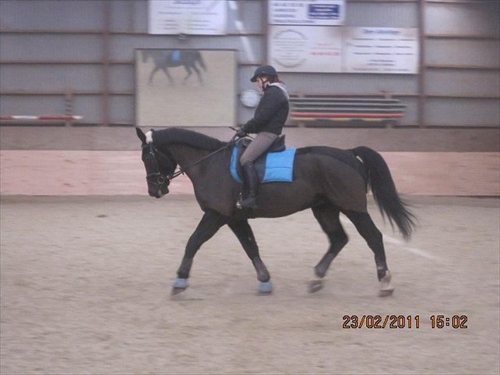 Oldenborg Horsebjerg Debutante <3 †  - 13: det går frem af stille og roligt<3 billede 15