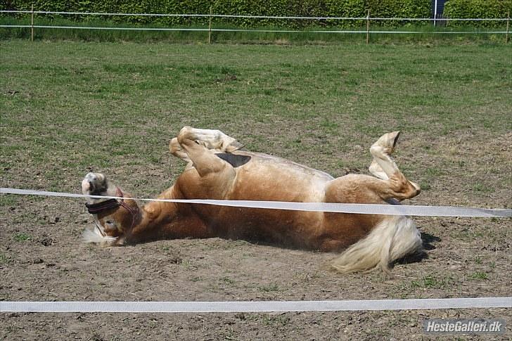 Anden særlig race amanda solgt billede 1