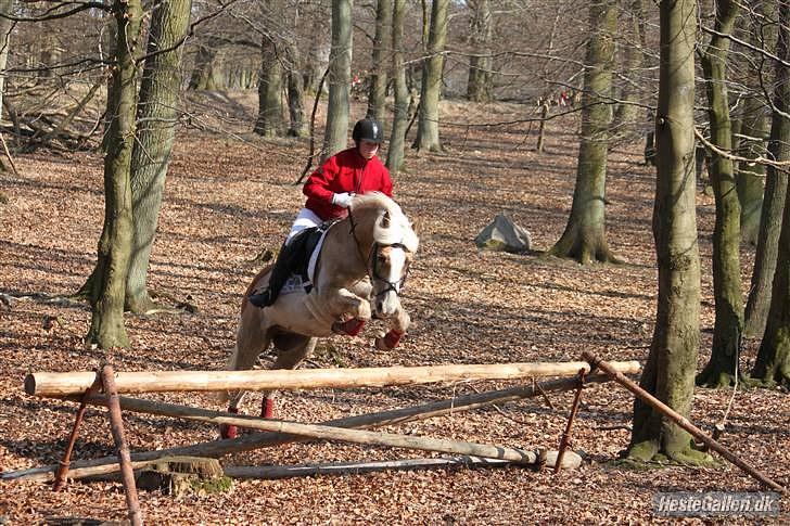 Haflinger Bastian / Steglitz   billede 19