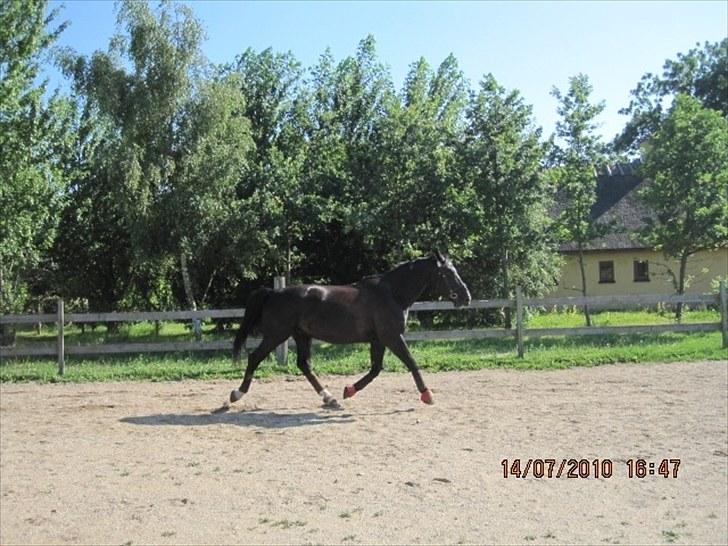 Oldenborg Horsebjerg Debutante <3 †  - Nr 15. Gammelt trænings billed :P men <3 billede 17