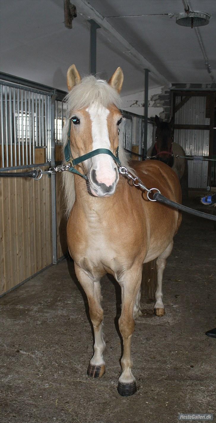 Anden særlig race amanda solgt billede 4