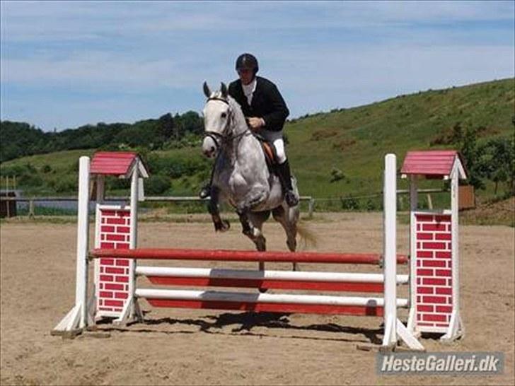 Anden særlig race May Day - Tidligere ejer billede 7