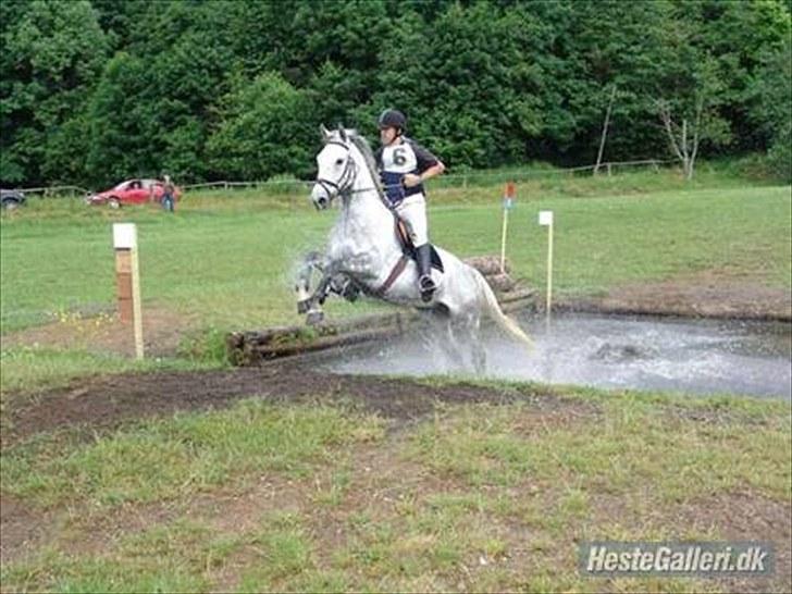 Anden særlig race May Day - Tidligere ejer billede 10
