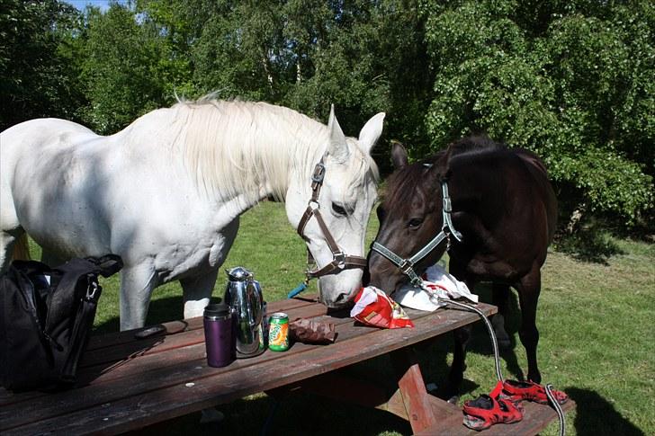 Shagya Araber (SH) Faisal - Uhmm... nogle der sagde kanelsnegle ;-) billede 12