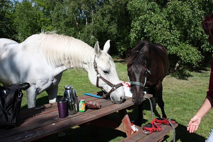 Shagya Araber (SH) Faisal - Mums.... Flere tak billede 13