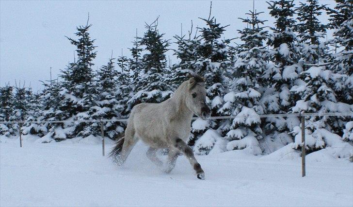 Fjordhest Glibings Hulder  - Foto: Annabell billede 3