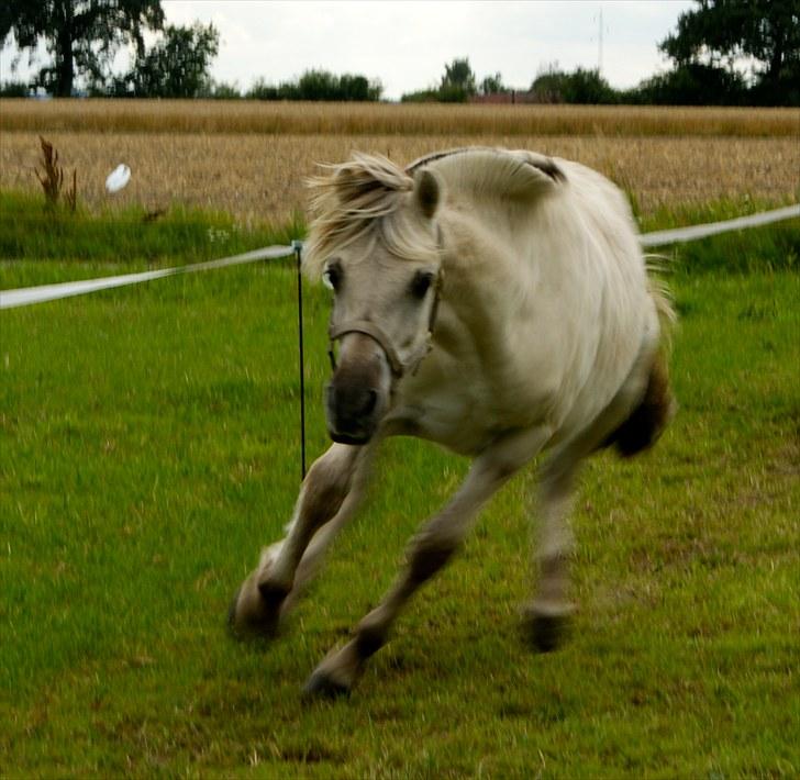 Fjordhest Glibings Hulder  - Foto: Annabell billede 4