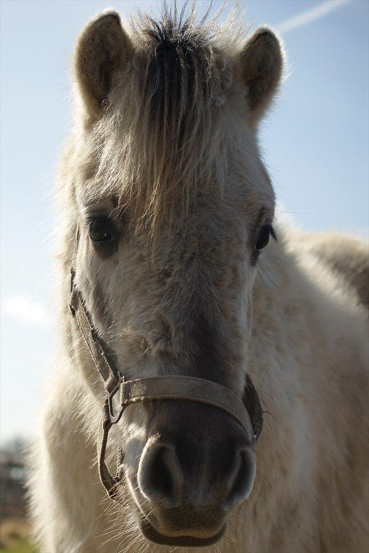 Fjordhest Glibings Hulder  - foto: Annabell billede 5