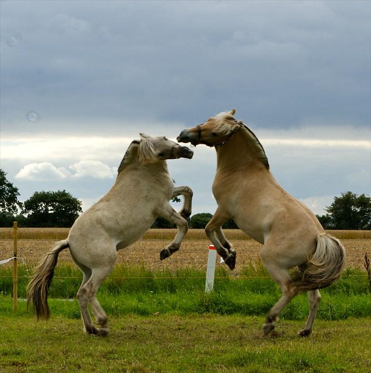 Fjordhest Glibings Hulder  - foto: Annabell billede 6