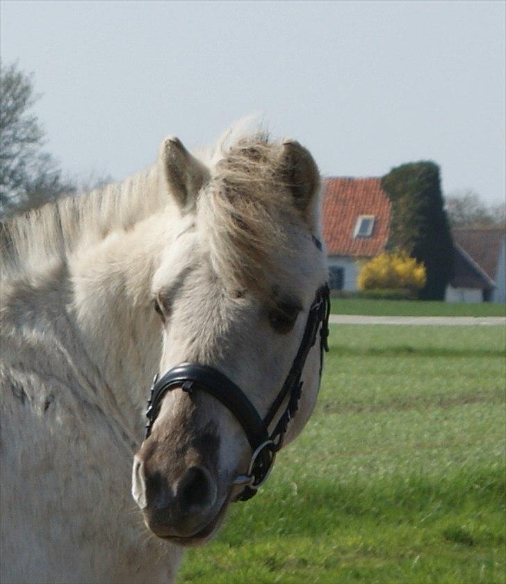 Fjordhest Glibings Hulder  - Foto: Annabell billede 7