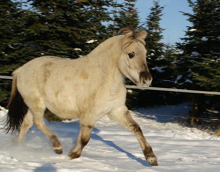 Fjordhest Glibings Hulder  - foto: Annabell billede 8