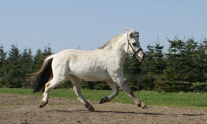 Fjordhest Glibings Hulder  - foto: Annabell billede 9
