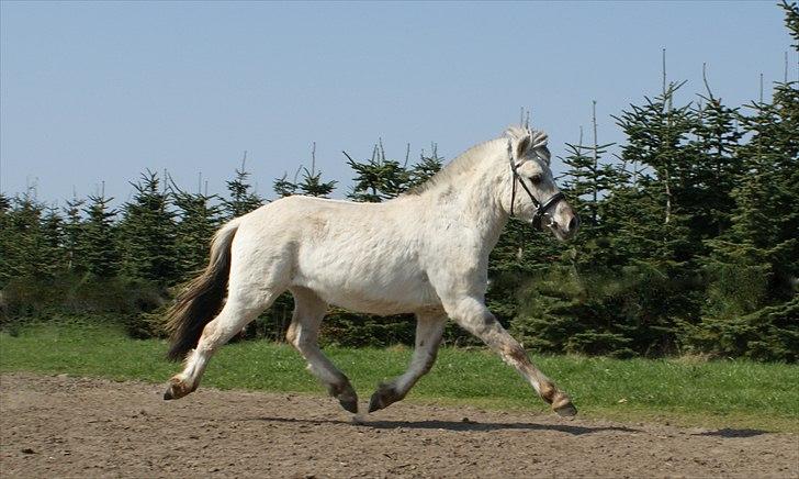 Fjordhest Glibings Hulder  - foto: Annabell billede 10