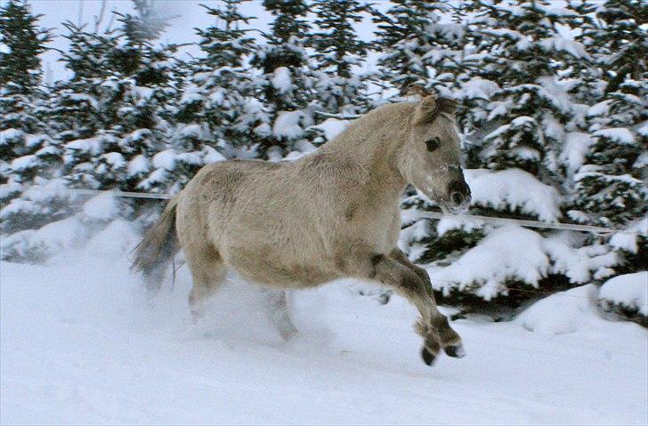 Fjordhest Glibings Hulder  - foto: Annabell billede 11