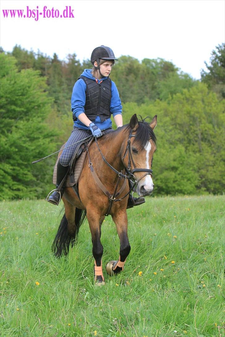 Welsh Cob (sec D) Zelma *SPRUNGET* - År: 2010 billede 19