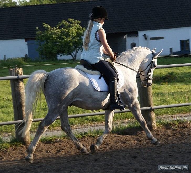 Anden særlig race Cédric Vasseur *SOLGT* - Fotograf: Sandra billede 14