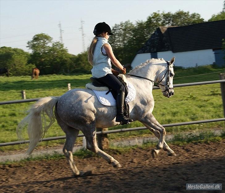 Anden særlig race Cédric Vasseur *SOLGT* - Fotograf: Sandra billede 15
