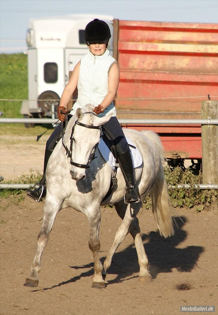 Anden særlig race Cédric Vasseur *SOLGT* - Fotograf: Sandra billede 16