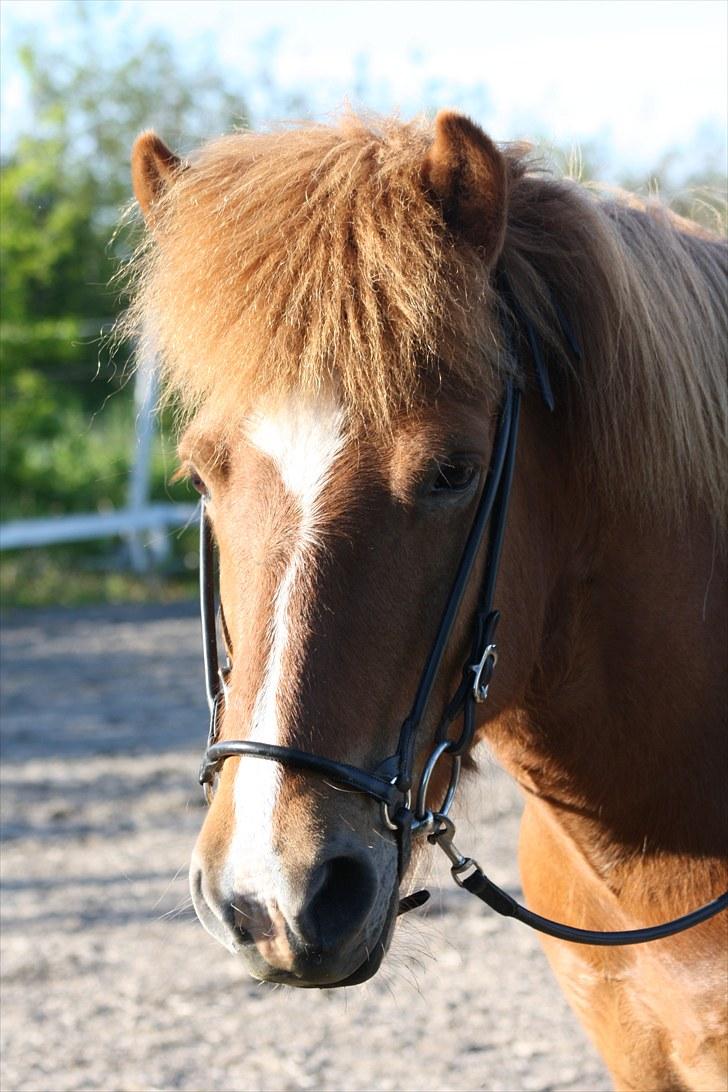 Islænder Fjölvi  billede 9