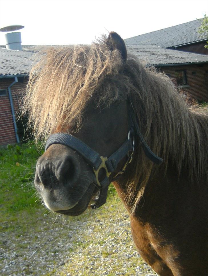 Shetlænder Nuller  - Velkommen til Nullers profil.. håber du vil smide en bedømmelse og en kommentar undervejs :D  billede 1