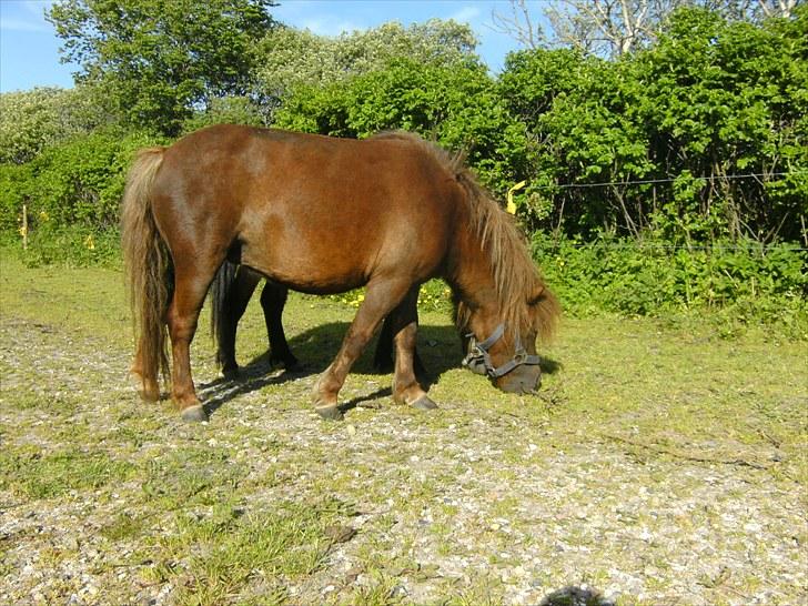 Shetlænder Nuller  - Nuller på folden, hun nyder det gode vejr og græsset :P billede 2