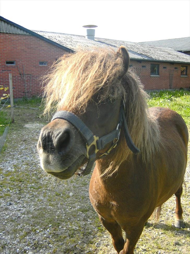 Shetlænder Nuller  - Nuller er lidt nysgerrig ;P billede 3