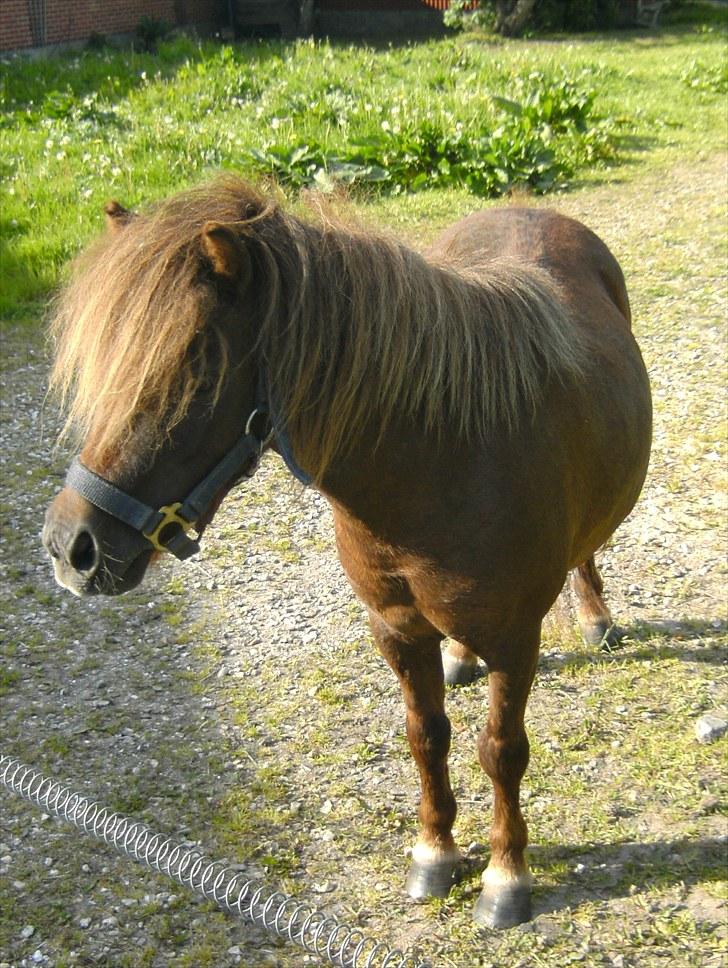 Shetlænder Nuller  billede 4