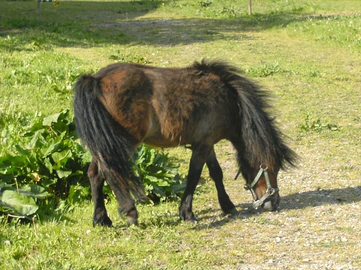 Shetlænder Charlie - velkommen til Charlies profil. Vi håber at i vil smide en kommentar og bedømmelse inden i smutter ;) Nyd "kigget" :D billede 1