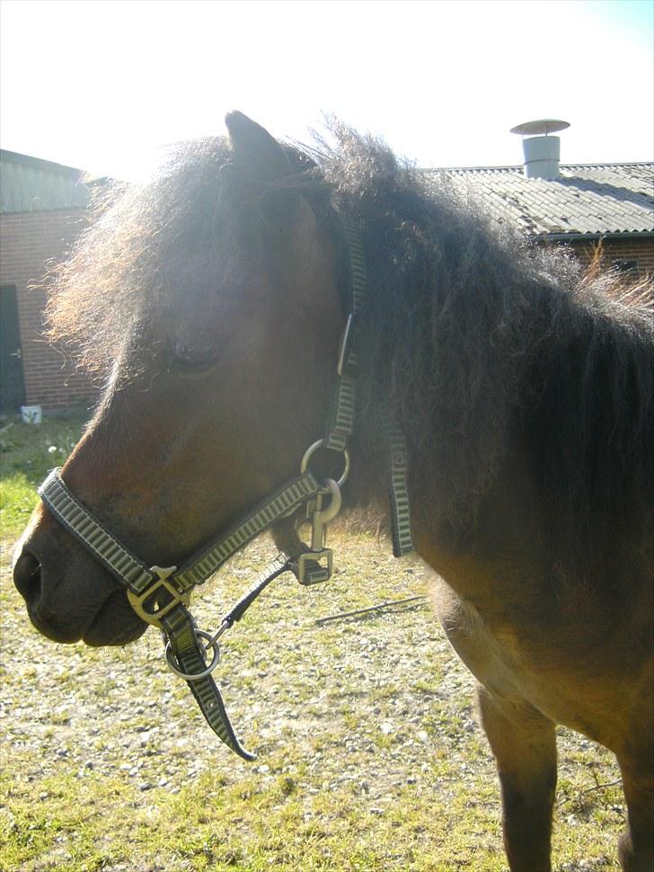 Shetlænder Charlie - Smukke dreng :D billede 2