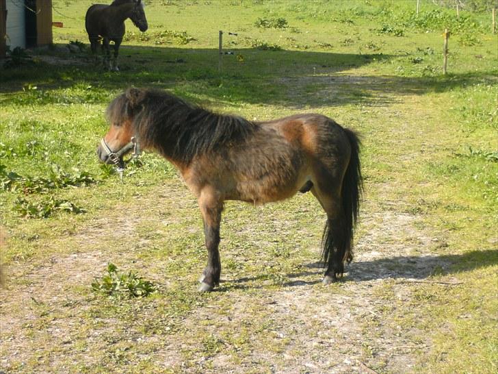 Shetlænder Charlie - bette skid :) billede 3