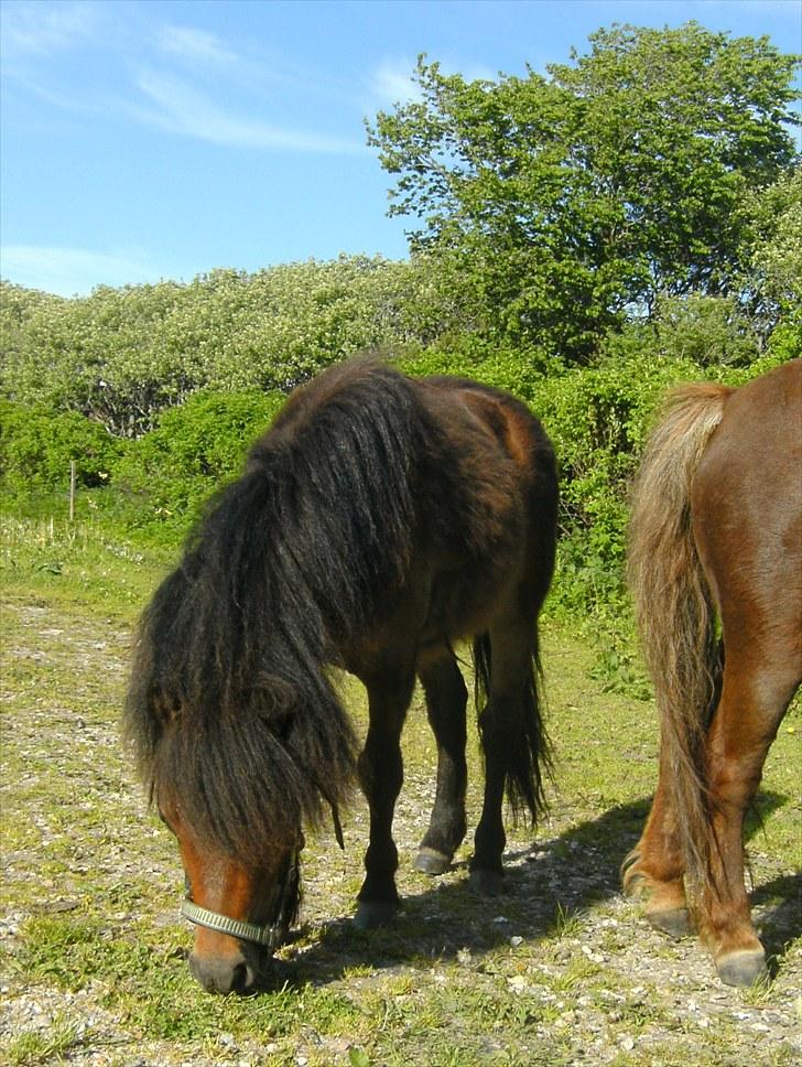 Shetlænder Charlie - Charlie nyder det gode vejr og græsset :P lækkert.. billede 4