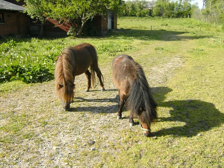 Shetlænder Charlie - Charlie og hans søster på folden.. billede 5