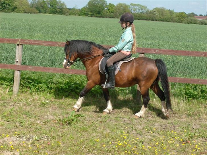 Welsh Mountain (sec A) Stoertebecker's genius billede 13