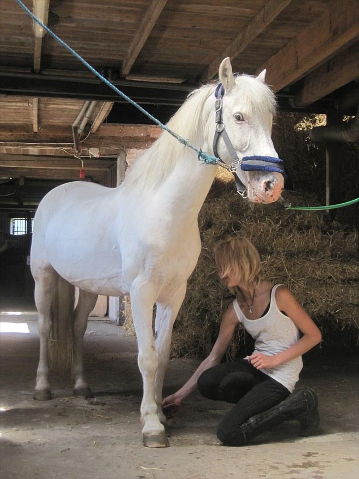 Knabstrupper Plet elev hest billede 9