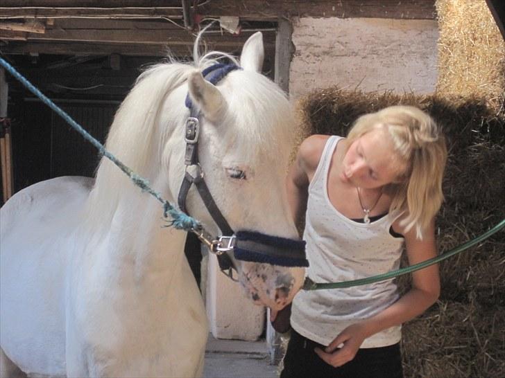 Knabstrupper Plet elev hest billede 10